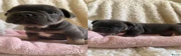 French Bulldog dogs for sale: Confident and Cute French Bulldog Puppies   - Advert 21