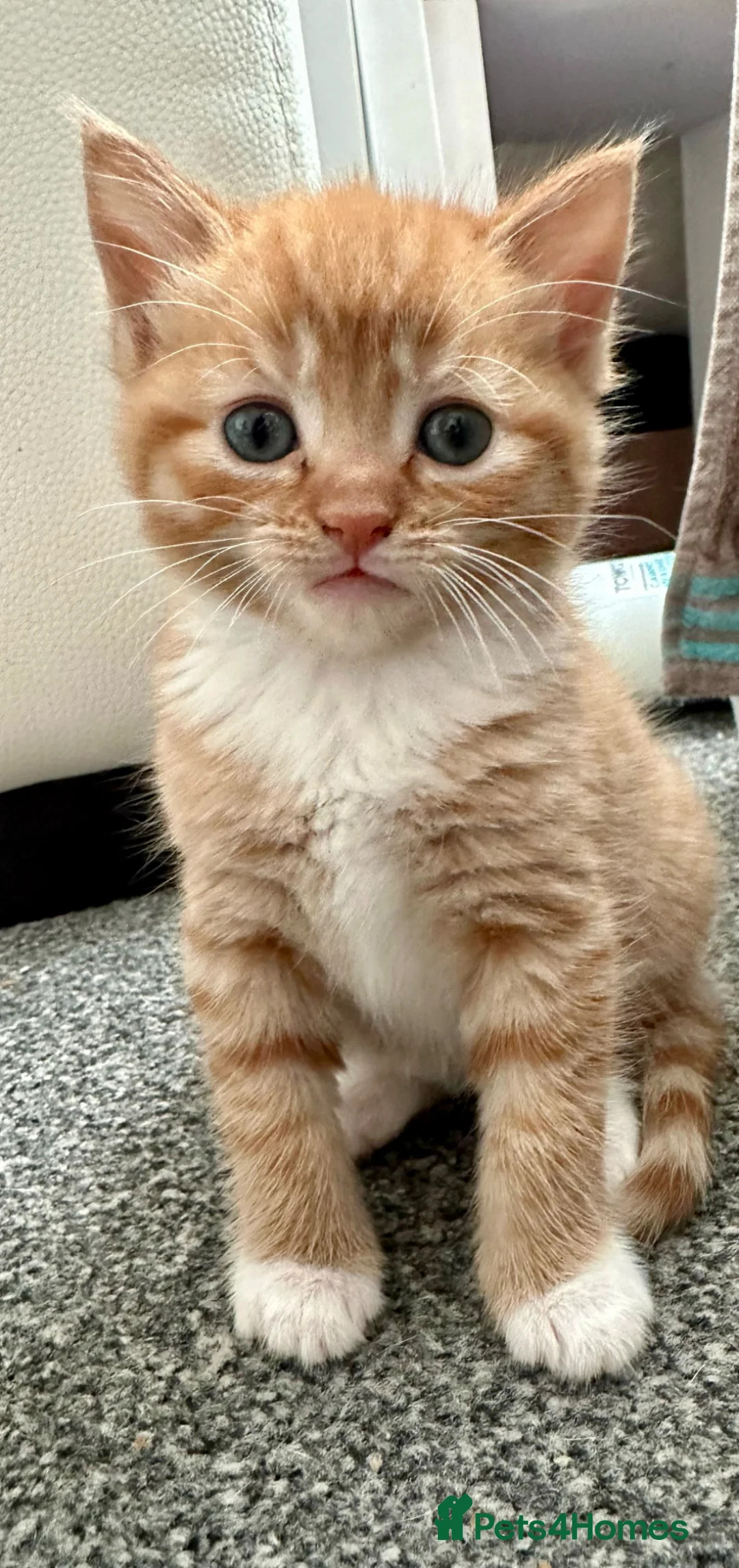 Mixed Breed cats for sale: Lovely Kittens in London - Advert 2