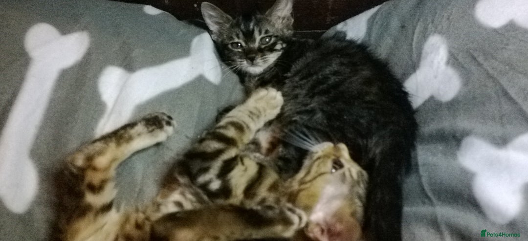 Mixed Breed cats for sale: Cute and Playful Kittens - Advert 5