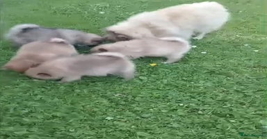 Pomeranian dogs - Advert 2
