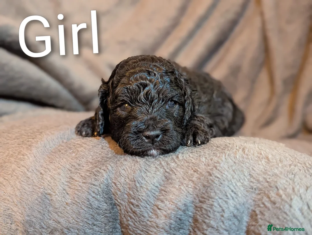 Poochon dogs for sale: Ready to leave! black with chocolate undercoat  - Advert 2