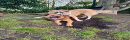 Mixed Breed dogs for adoption: Aladdin needs a loving home - Advert 8