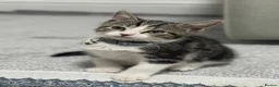 Domestic Shorthair cats for sale: Kitten for sale in Brierley Hill - Advert 2