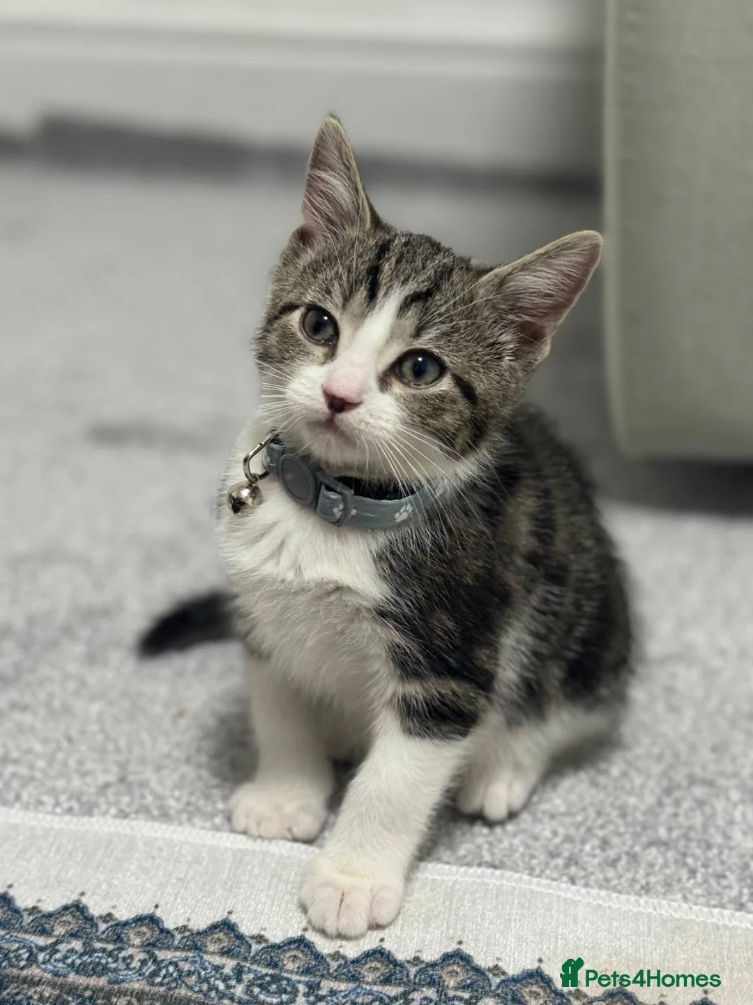 Domestic Shorthair cats for sale: Kitten for sale in Brierley Hill - Advert 2