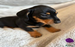 Miniature Dachshund dogs for sale: Adorable Miniature Dachshund Puppies - Image 35