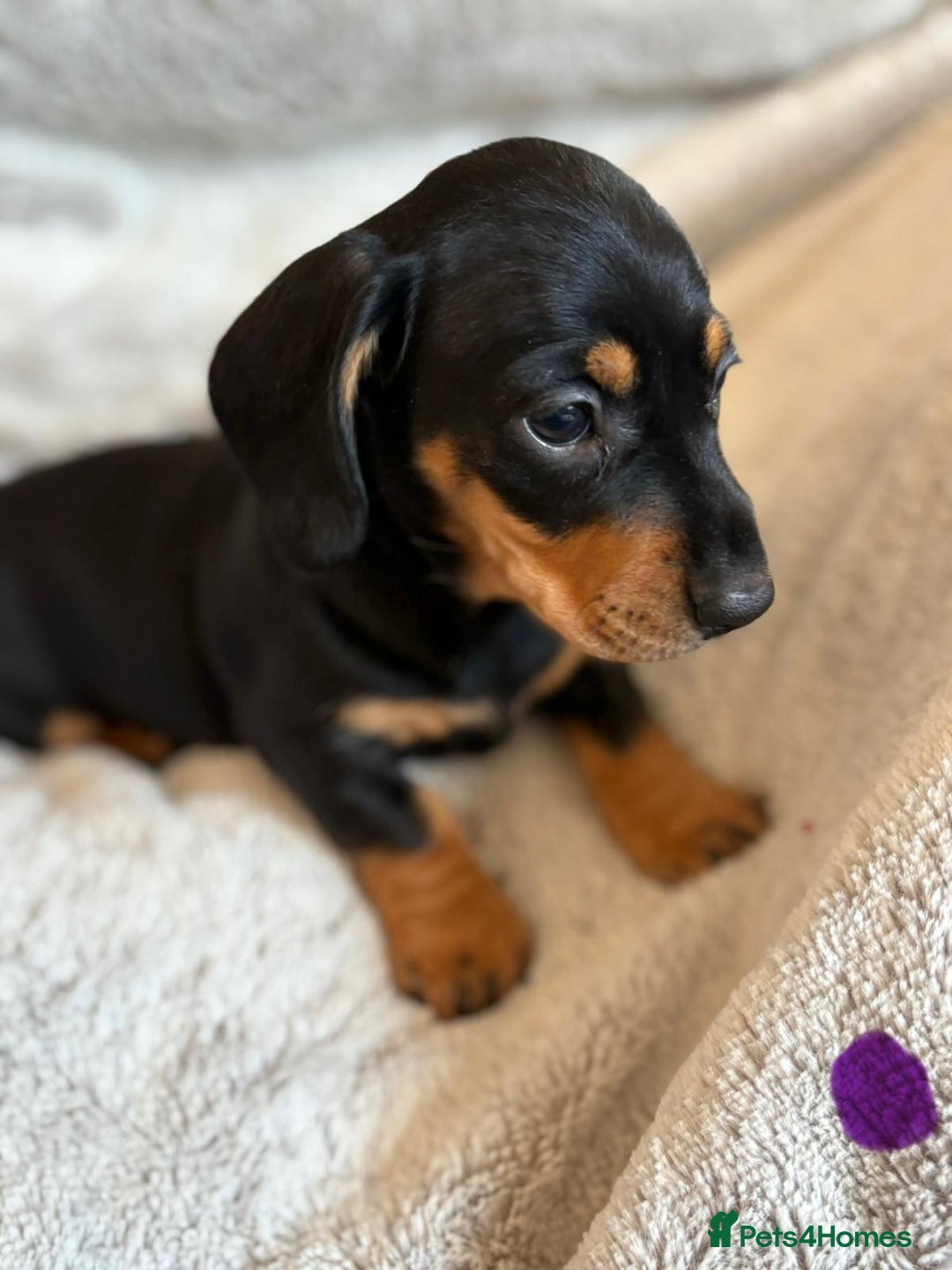 Miniature Dachshund dogs for sale: Adorable Miniature Dachshund Puppies - Image 35