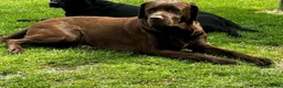 Labrador Retriever dogs for sale: Royal Kennel club registered puppies - Advert 5