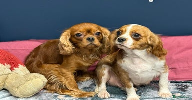 Cavalier King Charles Spaniel dogs - Advert 11