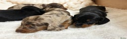 Miniature Dachshund dogs for sale: Miniature Dachshunds Ready 6th Feb  - Advert 13