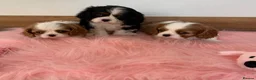 Cavalier King Charles Spaniel dogs for sale: 5* Licensed RKC H/T Gorgeous Cavalier KC - Advert 19