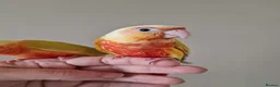Conures birds for sale: Super adorable fully hand reared baby conures  - Advert 13