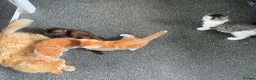 Mixed Breed cats for sale: 7 Beautiful Kittens READY NOW in Wembley - Advert 8