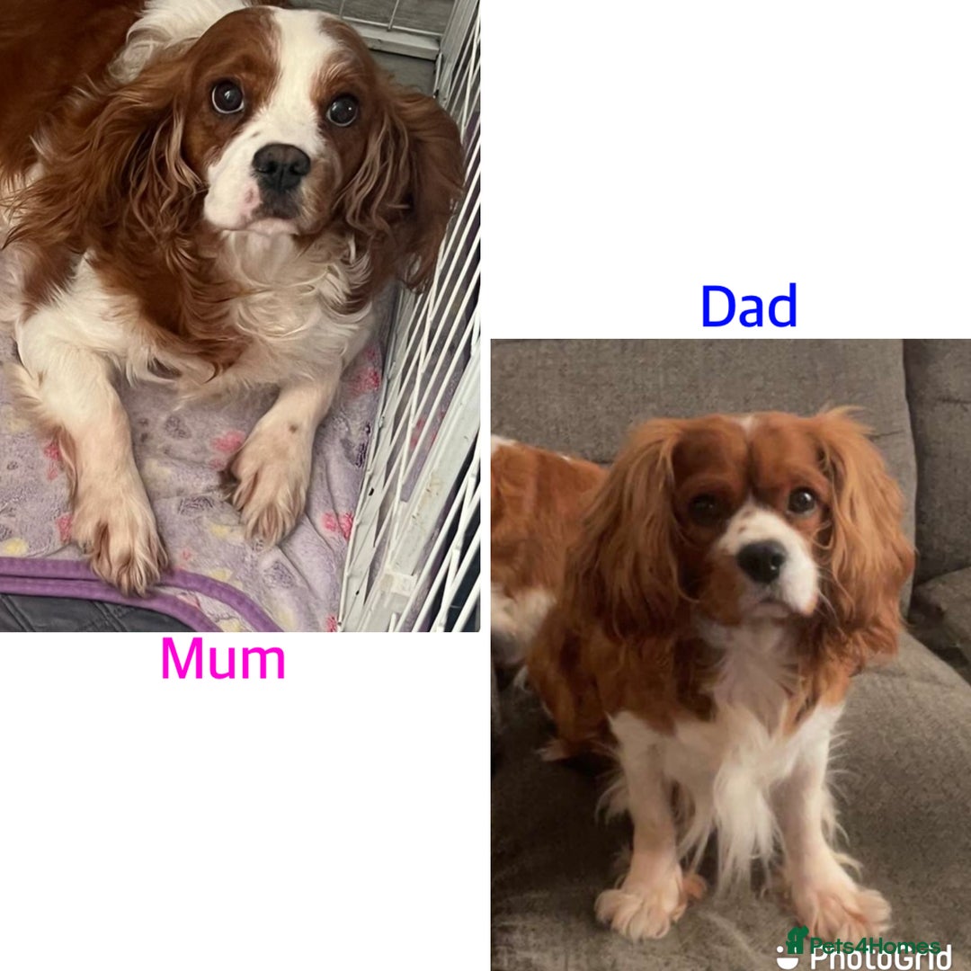 Cavalier King Charles Spaniel dogs for sale: Cavalier King Charles spaniel puppy - Advert 4