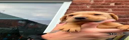 Labrador Retriever dogs for sale: Yellow & Red Labrador Pups health tested parents - Advert 3