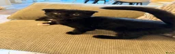 Scottish Fold cats for sale: Beautiful British shorthair kittens for sale  in Romford - Advert 6