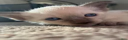 Siamese cats for sale: Beautiful Siamese kitten - Advert 1