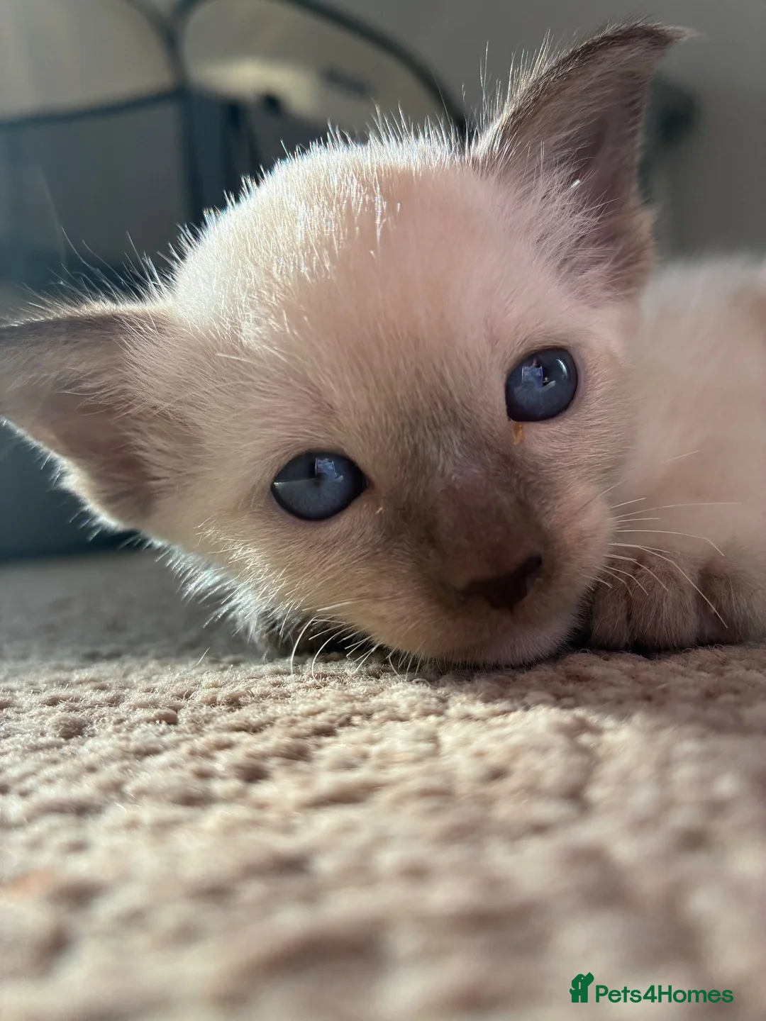 Siamese cats for sale: Beautiful Siamese kitten - Advert 1