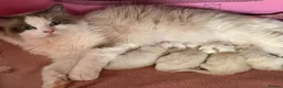 Ragdoll cats for sale: 🐾💙 GORGEOUS RAGDOLL KITTENS  - Advert 1