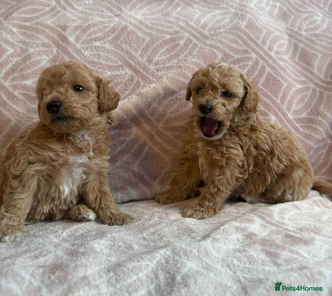 Toy Poodle dogs for sale: Phantom, black and tan and cream toy poodles  - Image 5