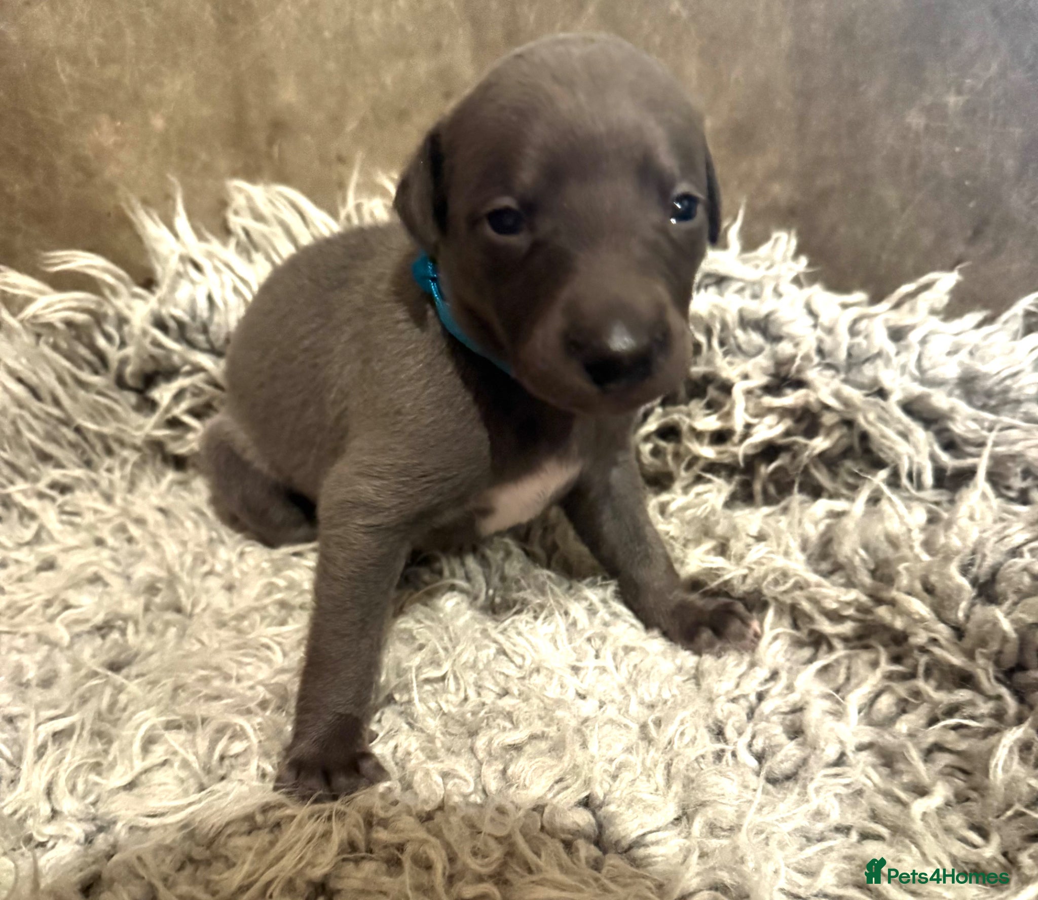 Mr Blue