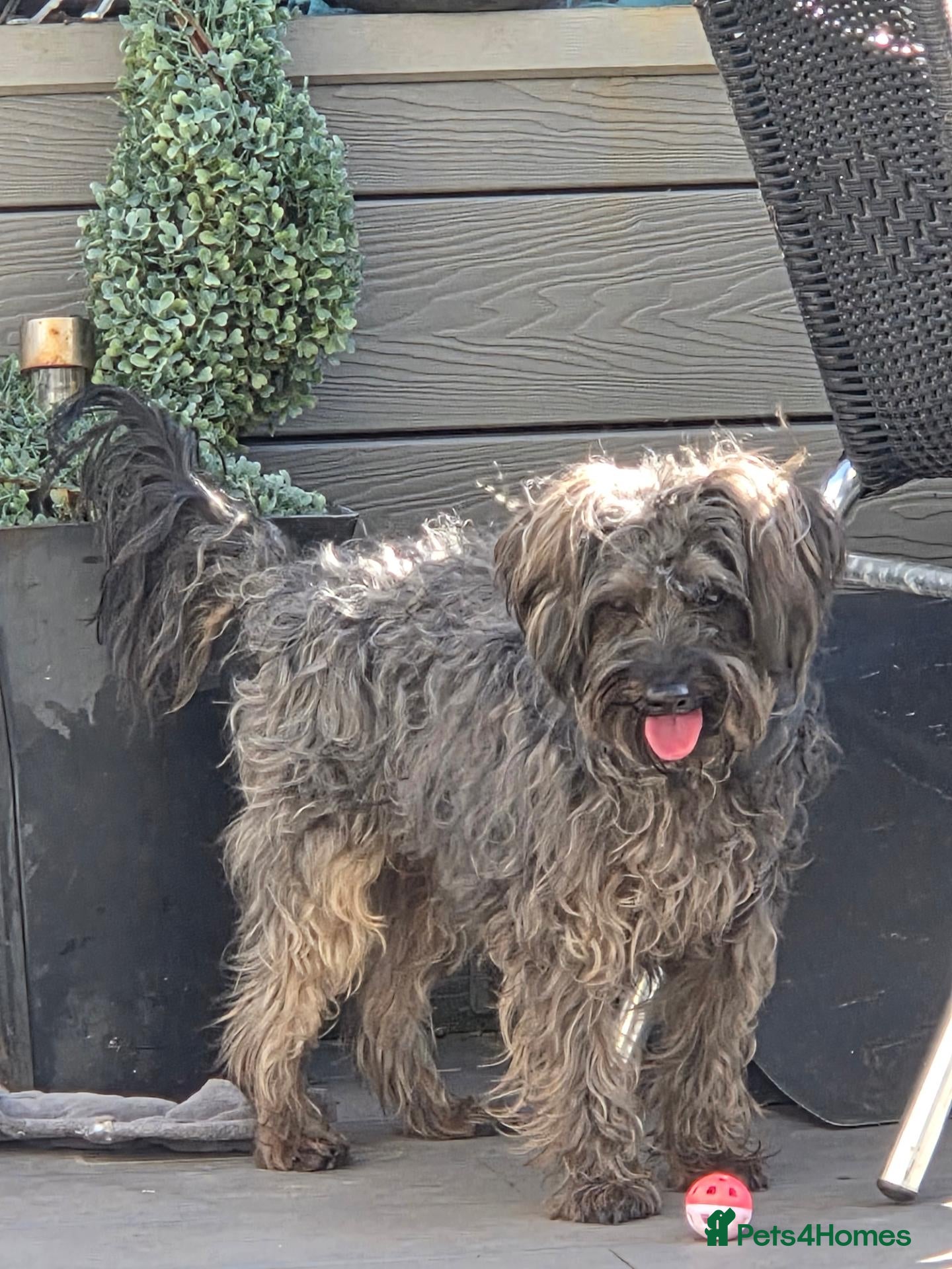 Yorkiepoo dogs For Adoption Romeo Yorkipoo  - Advert 3