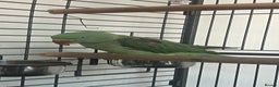 Parakeets birds for sale: Alexandrine parrot Ring neck  - Advert 3
