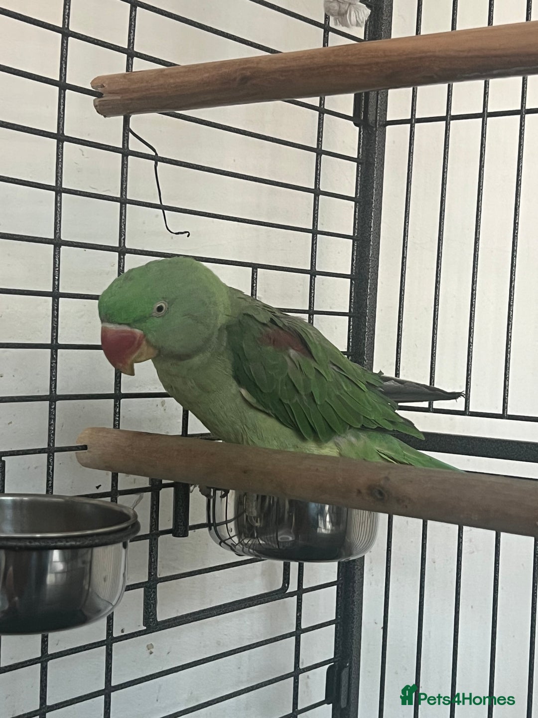 Parakeets birds for sale: Alexandrine parrot Ring neck  - Advert 3