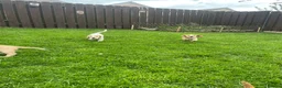 Cocker Spaniel dogs for sale: KC Lemon Roan Cockers from Champion Lines in Ellon - Advert 25