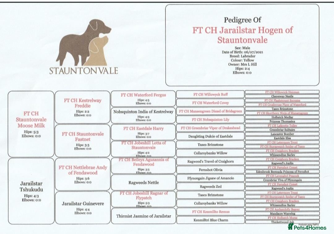Labrador Retriever dogs Kc registered fully health tested puppies  - Advert 2