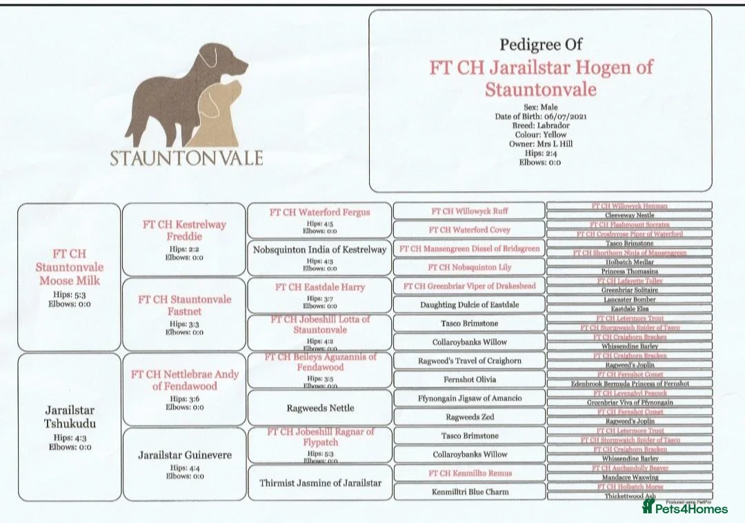 Labrador Retriever dogs for sale: Kc registered fully health tested puppies  in Barnsley - Advert 2