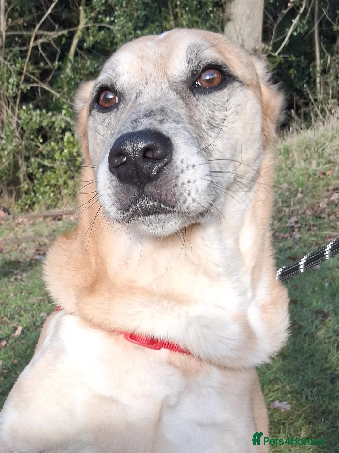 Mixed Breed dogs for sale: Beautiful Older Boy for Adoption - Advert 2