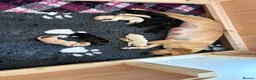 Labrador Retriever dogs for sale: Simply the best Labrador puppies KC registered - Advert 4
