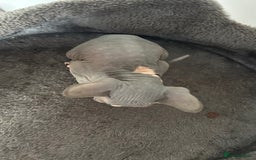 Sphynx cats for sale: Amazing colour Sphynx - Image 16