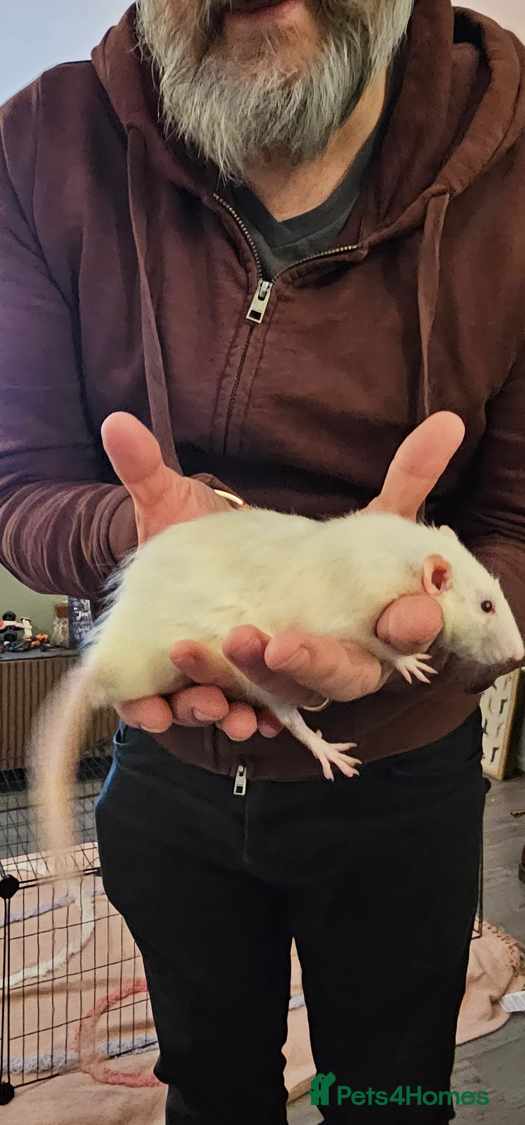Rat rodents for sale: 3 male rats for re-homing - Advert 2
