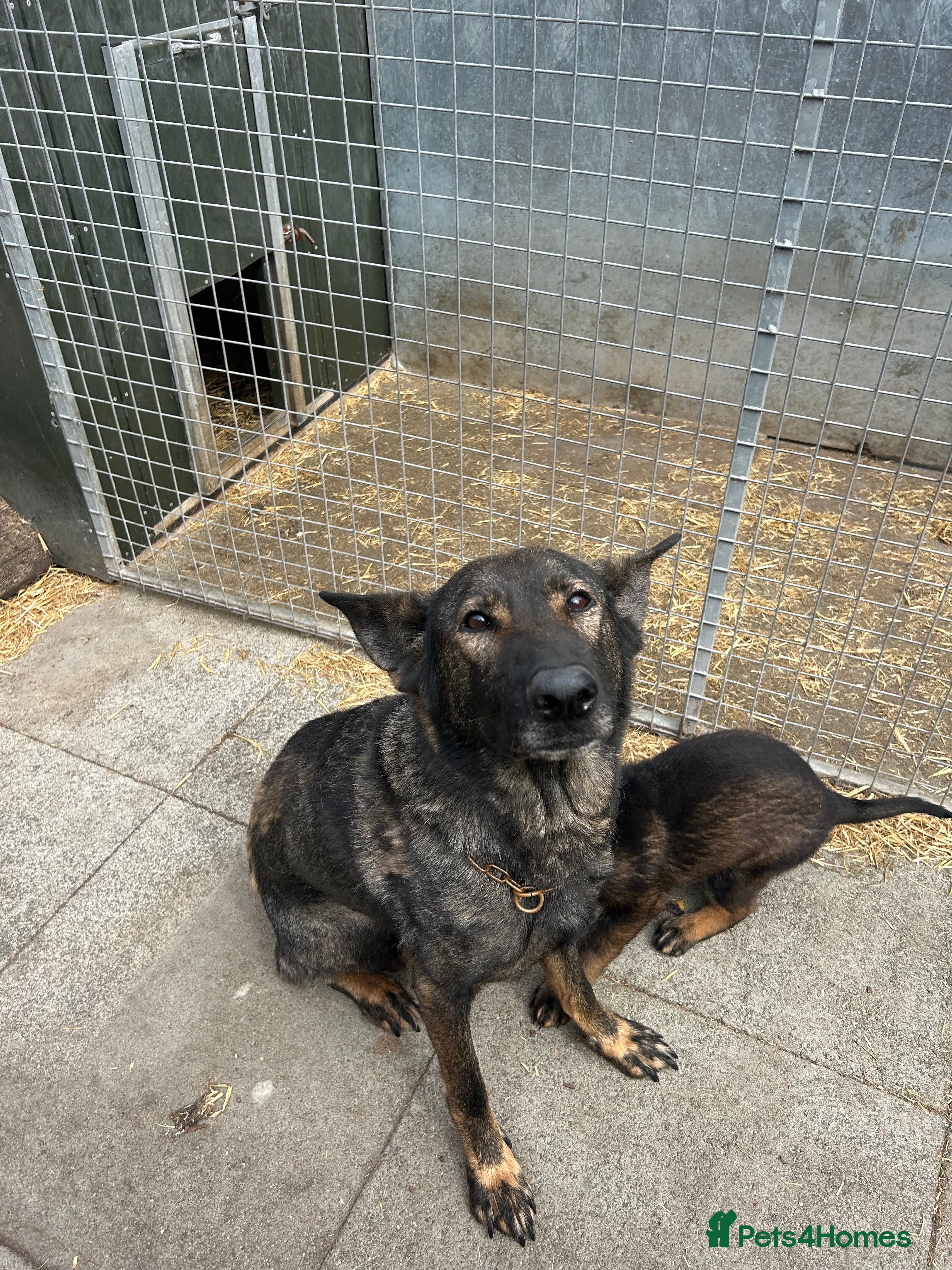 German Shepherd dogs kc reg working line GSD - Advert 1