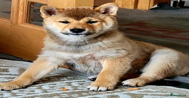 Japanese Shiba Inu dogs - Advert 14