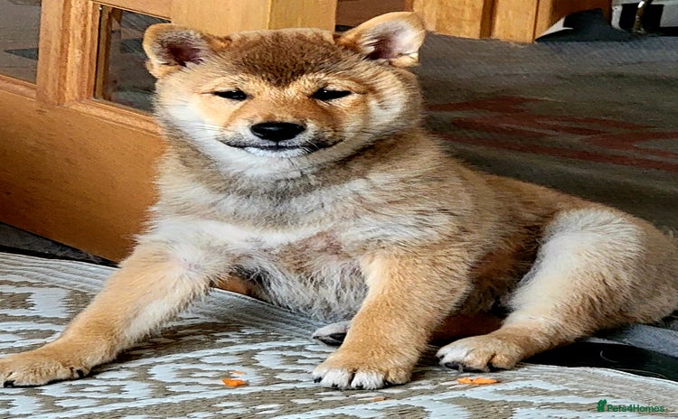 Japanese Shiba Inu dogs - Advert 7