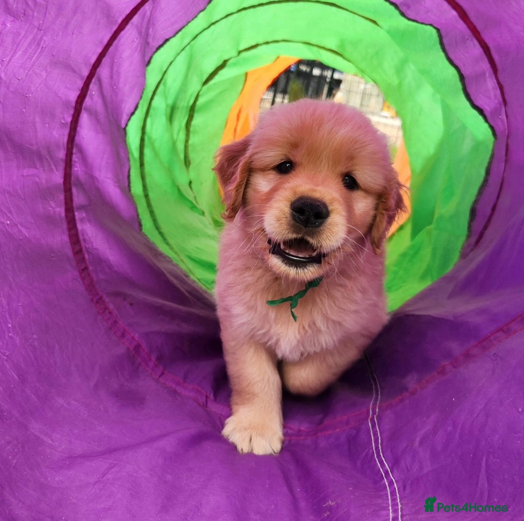 Golden Retriever dogs for sale: Meet our outstanding litter of Retriever puppies! - Advert 7