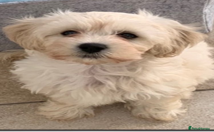 Cavachon dogs - Advert 1