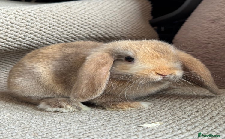 Mini Lop rabbits Pure bred mini lop boy - Advert 8