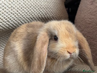 Mini Lop rabbits Pure bred mini lop boy - Advert 8