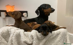 Dachshund dogs for sale: Dachshund puppies  - Image 16
