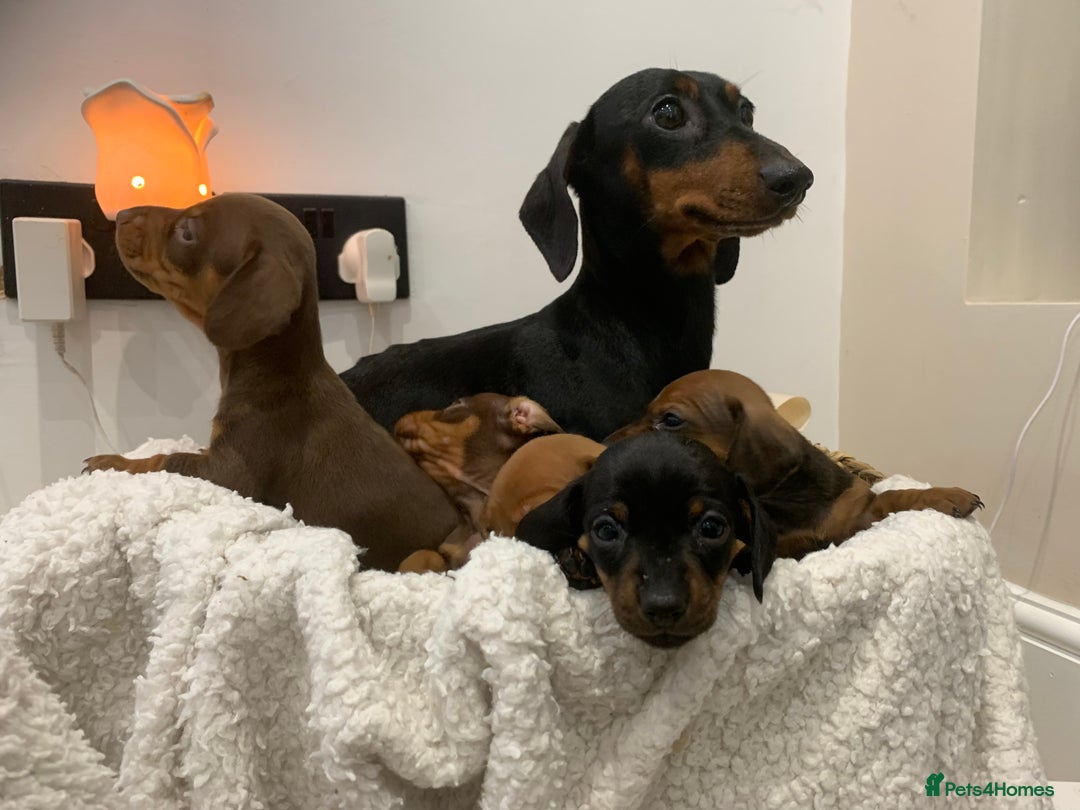 Dachshund dogs for sale: Dachshund puppies  - Image 16