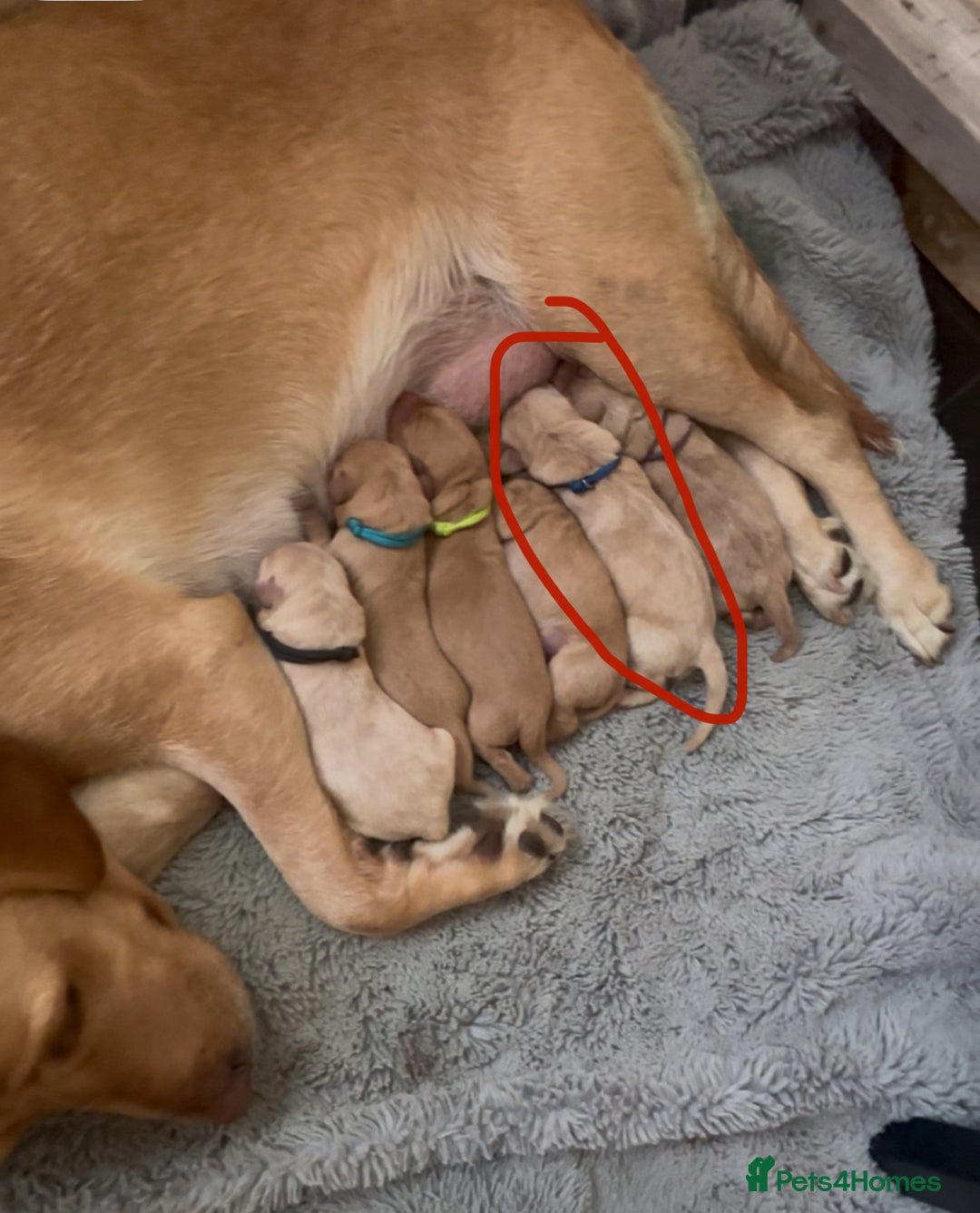 Labrador Retriever dogs for sale: 🐾 Labrador Puppies some with copper colourings 🐾 - Image 24