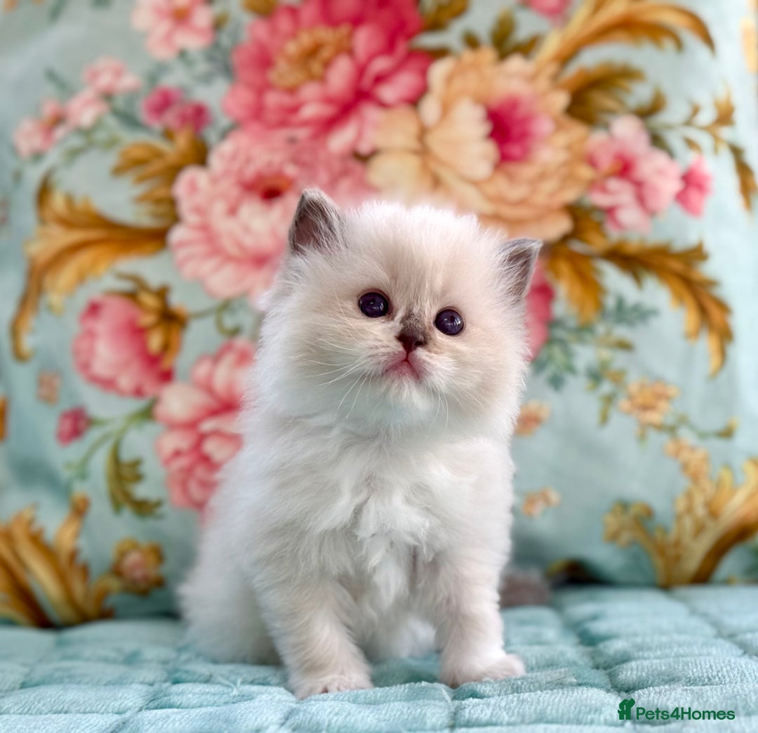 Ragdoll cats for sale: 1 boy 3 girls  - Image 16