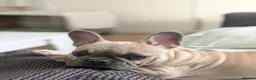 French Bulldog dogs for sale: French Bulldog Puppy in Enfield - Advert 6