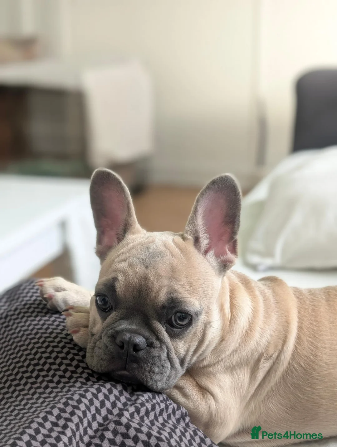 French Bulldog dogs for sale: French Bulldog Puppy in Enfield - Advert 6