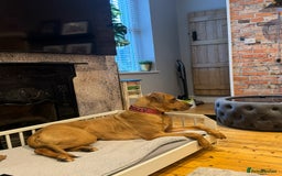 Mixed Breed dogs for sale: Rhodesian Ridgeback x Cane Corso puppies for sale - Image 12