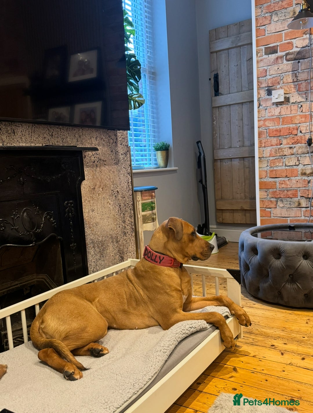 Mixed Breed dogs for sale: Rhodesian Ridgeback x Cane Corso puppies for sale - Image 12