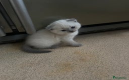 Scottish Fold cats for sale: Scottish fold kittens ready for reservation. - Image 17